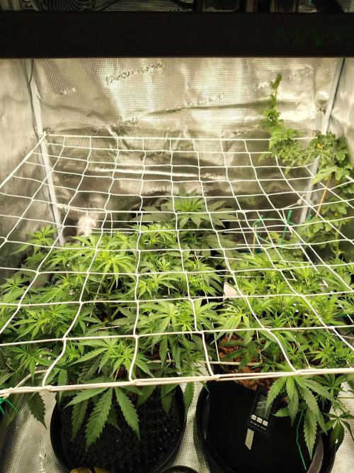 MixPack FastBuds x1. Week 4