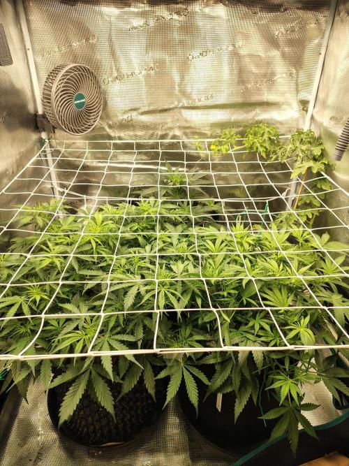 MixPack FastBuds x1. Week 5