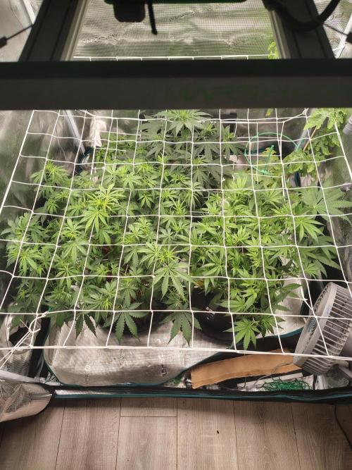 MixPack FastBuds x1. Week 5
