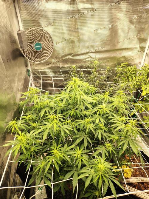 MixPack FastBuds x1. Week 6