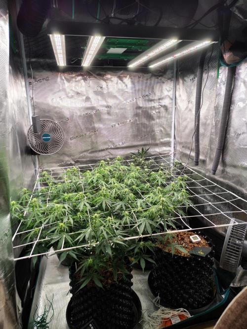 MixPack FastBuds x1. Week 6