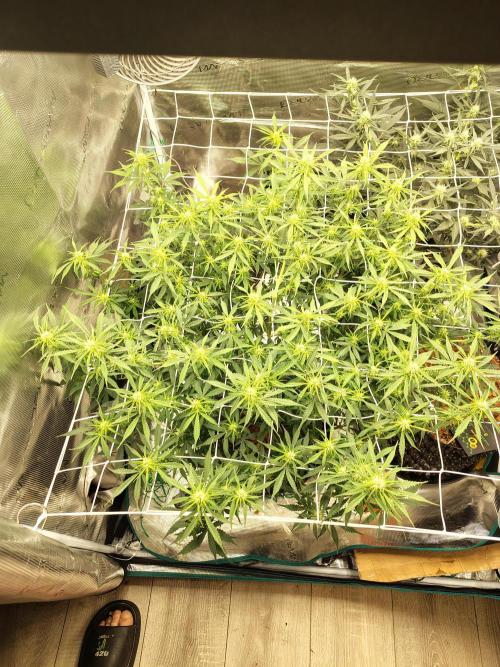 MixPack FastBuds x1. Week 6