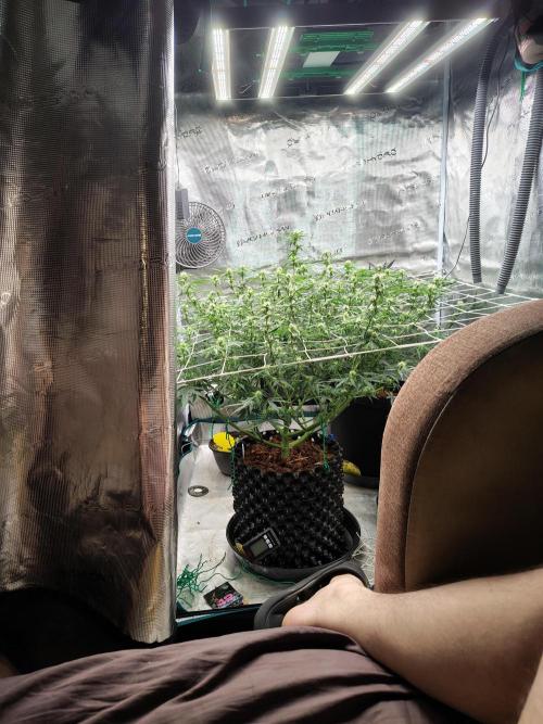 MixPack FastBuds x1. Week 6