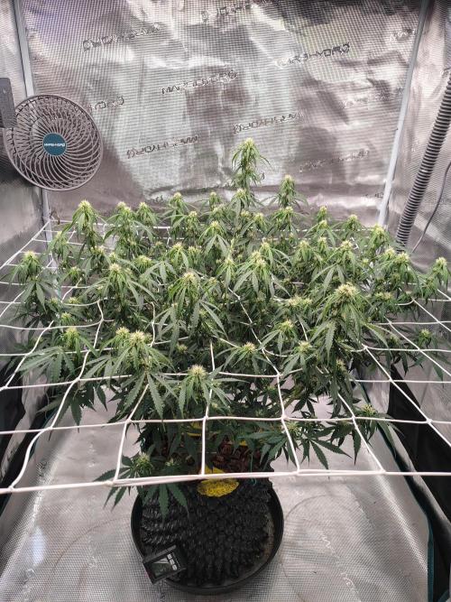 MixPack FastBuds x1. Week 9 - 60 days from seed.
