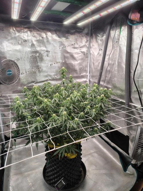 MixPack FastBuds x1. Week 9 - 60 days from seed.