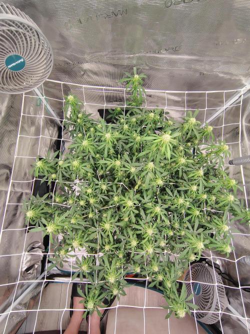 MixPack FastBuds x1. Week 9 - 60 days from seed.