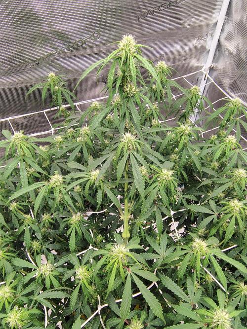 MixPack FastBuds x1. Week 9 - 60 days from seed.