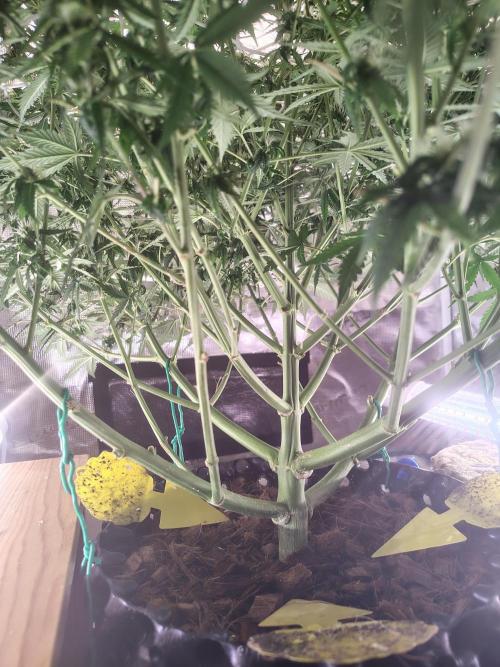 MixPack FastBuds x1. Week 9 - 64 days