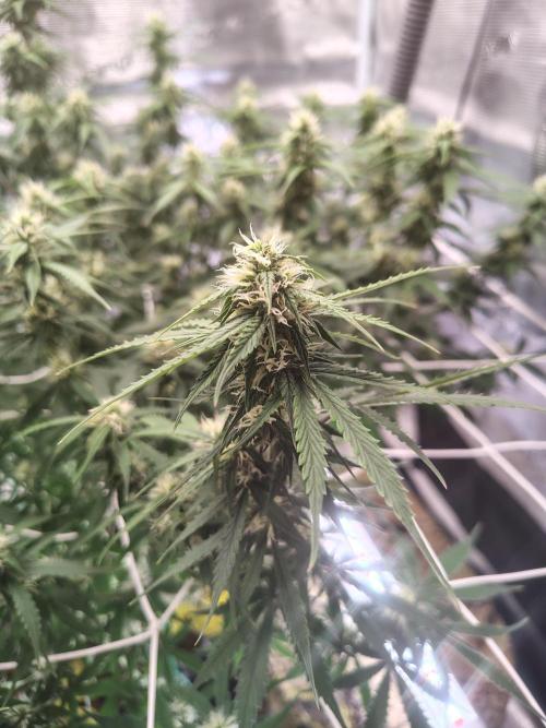 MixPack FastBuds x1. Week 9 - 64 days, need more calmag? or very hot )) 