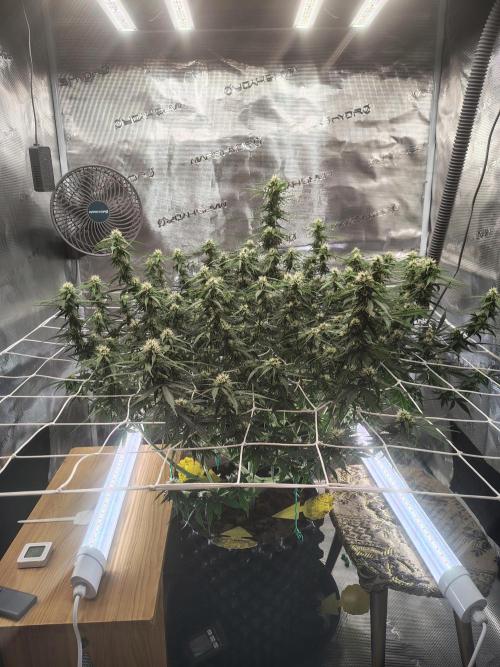 MixPack FastBuds x1. Week 9 - 64 days