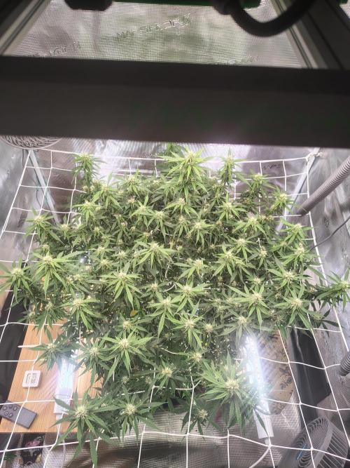 MixPack FastBuds x1. Week 9 - 64 days
