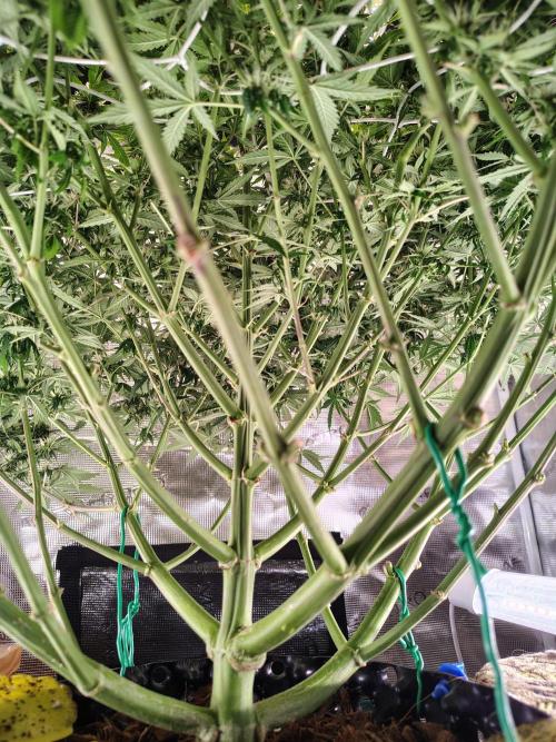 MixPack FastBuds x1. Week 10