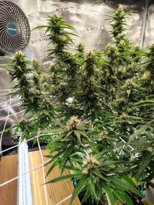 MixPack FastBuds x1. Week 10