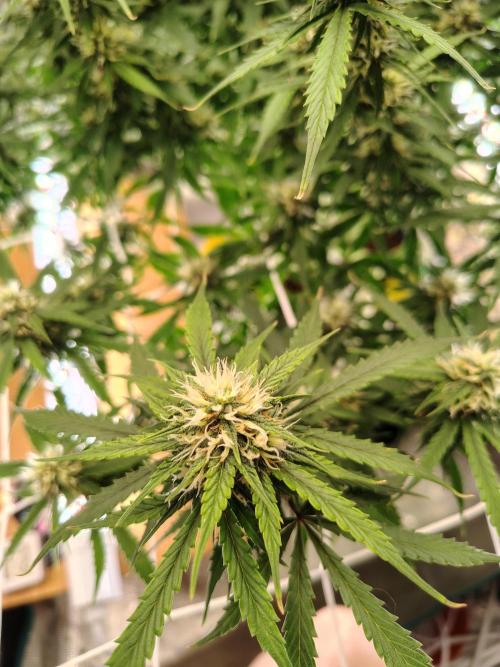 MixPack FastBuds x1. Week 10