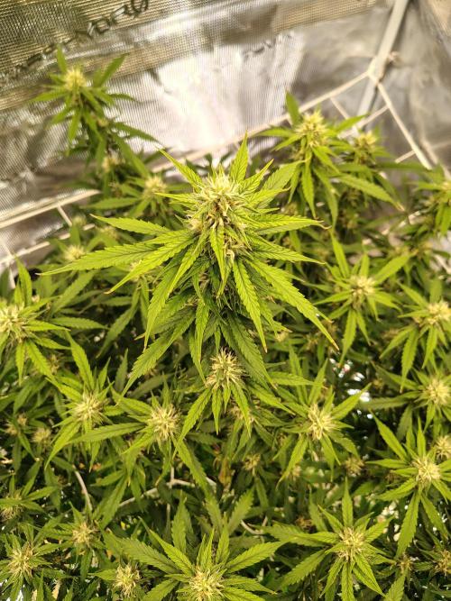 MixPack FastBuds x1. Week 10