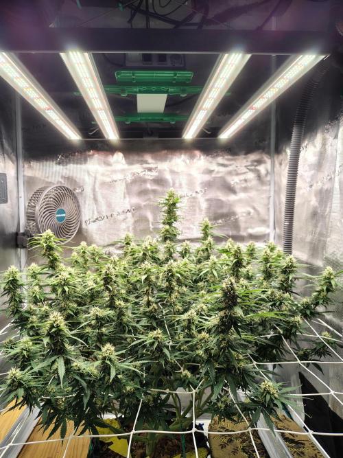 MixPack FastBuds x1. Week 10