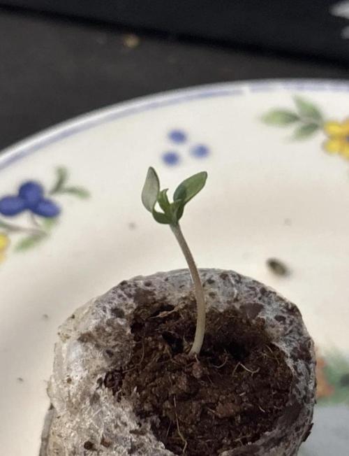 Mimosa Evo in Autopot Coco. Week 0 - #1