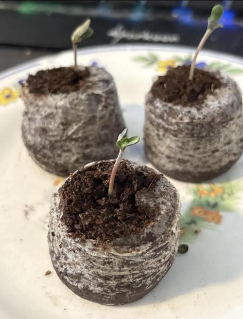 Mimosa Evo in Autopot Coco. Week 0 - #2