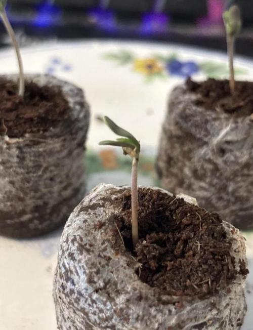 Mimosa Evo in Autopot Coco. Week 0 - #3