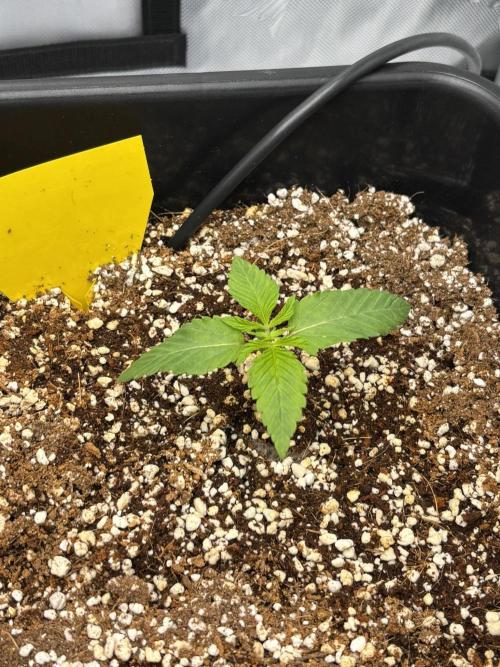 Mimosa Evo in Autopot Coco. Week 1