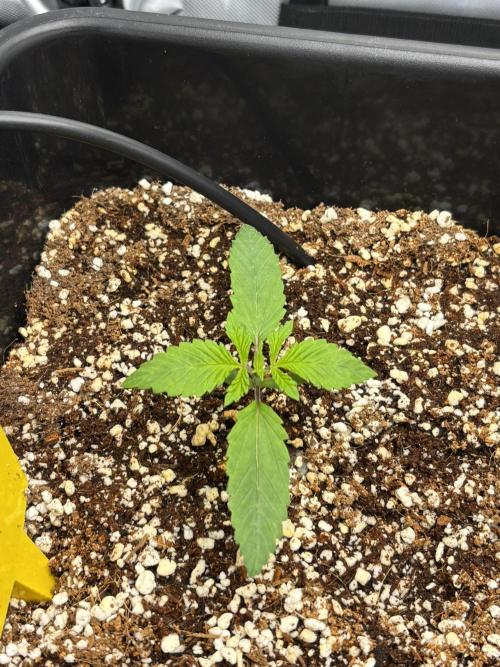 Mimosa Evo in Autopot Coco. Week 1