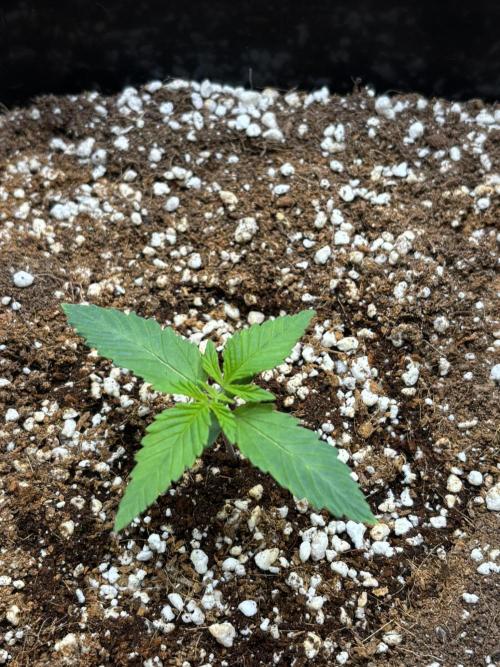 Mimosa Evo in Autopot Coco. Week 1