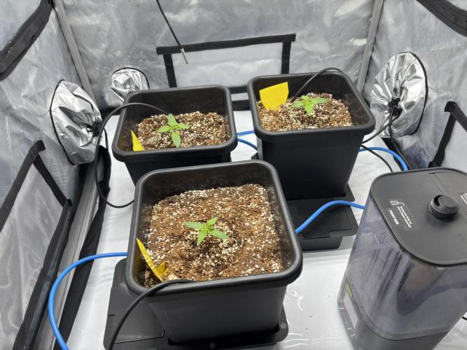 Mimosa Evo in Autopot Coco. Week 1