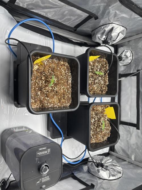 Mimosa Evo in Autopot Coco. Week 1