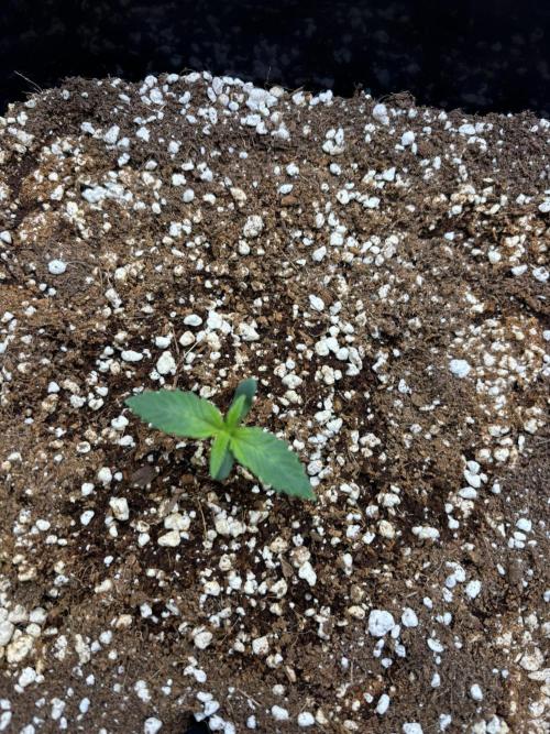 Mimosa Evo in Autopot Coco. Week 1