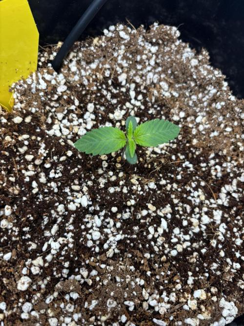 Mimosa Evo in Autopot Coco. Week 1