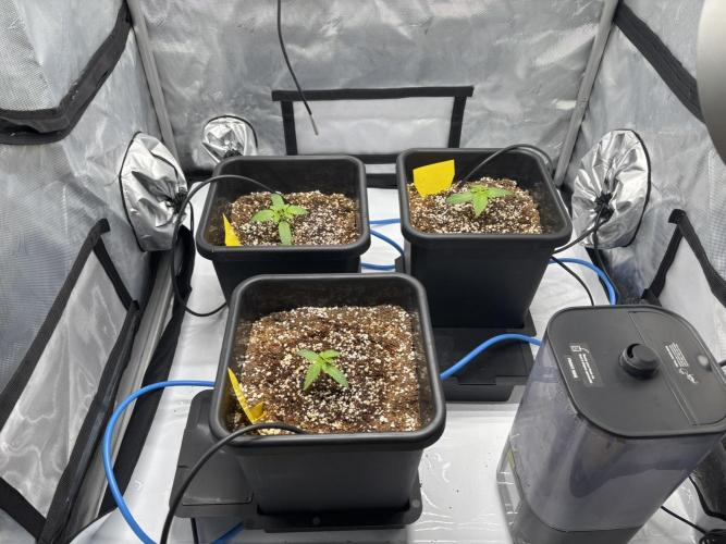 Mimosa Evo. Week 1