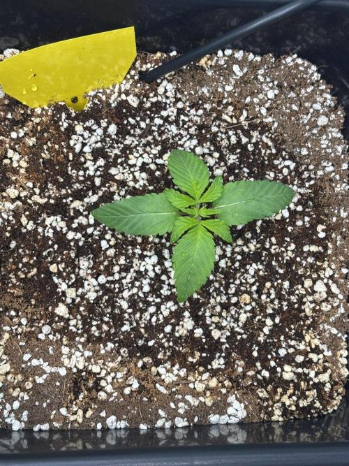 Mimosa Evo in Autopot Coco. Week 1