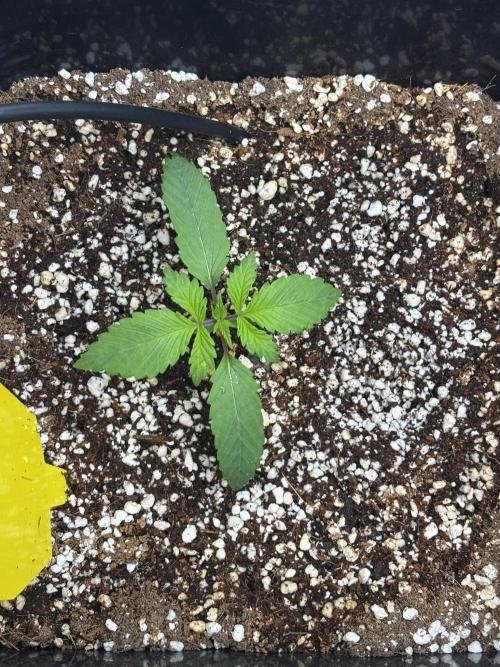 Mimosa Evo in Autopot Coco. Week 1