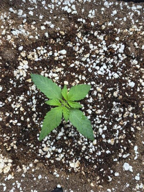 Mimosa Evo in Autopot Coco. Week 1