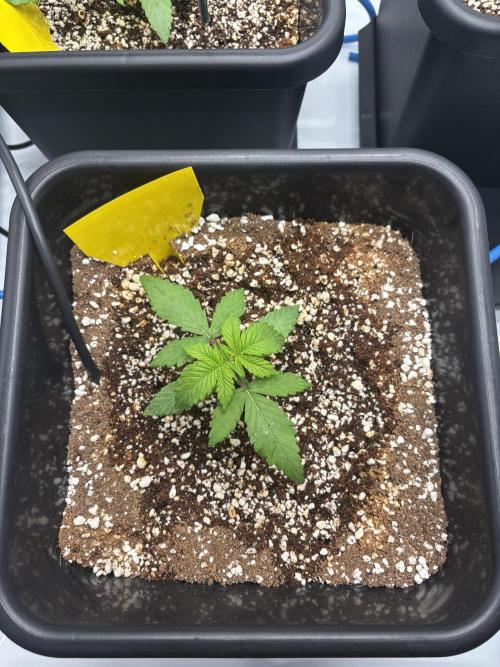 Mimosa Evo in Autopot Coco. Week 2