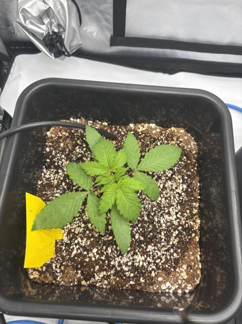 Mimosa Evo in Autopot Coco. Week 2