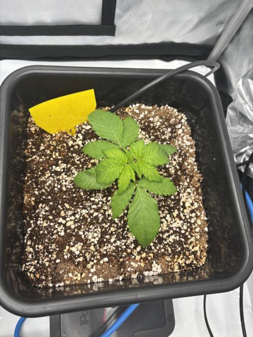 Mimosa Evo in Autopot Coco. Week 2