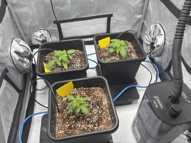 Mimosa Evo. Week 2