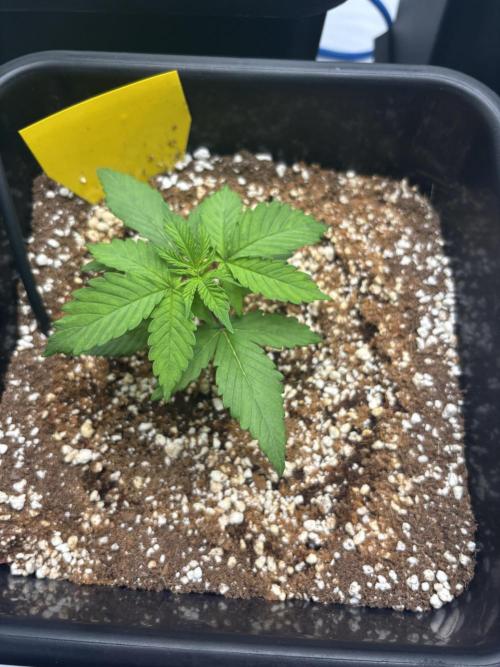 Mimosa Evo in Autopot Coco. Week 3