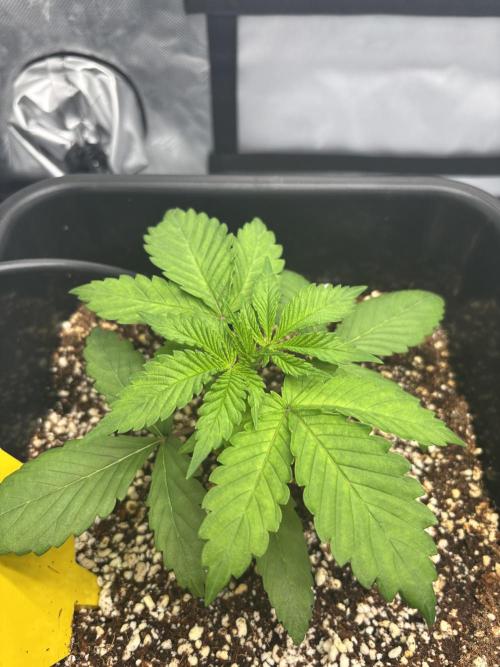 Mimosa Evo in Autopot Coco. Week 3