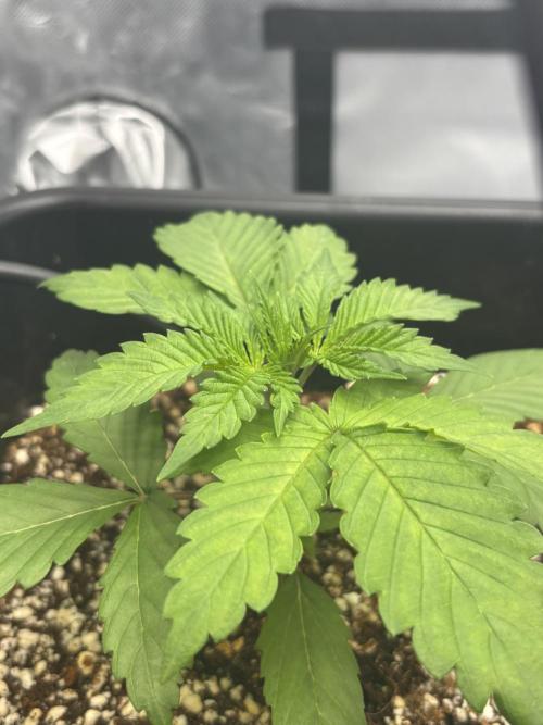 Mimosa Evo in Autopot Coco. Week 3
