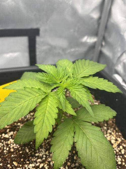 Mimosa Evo in Autopot Coco. Week 3