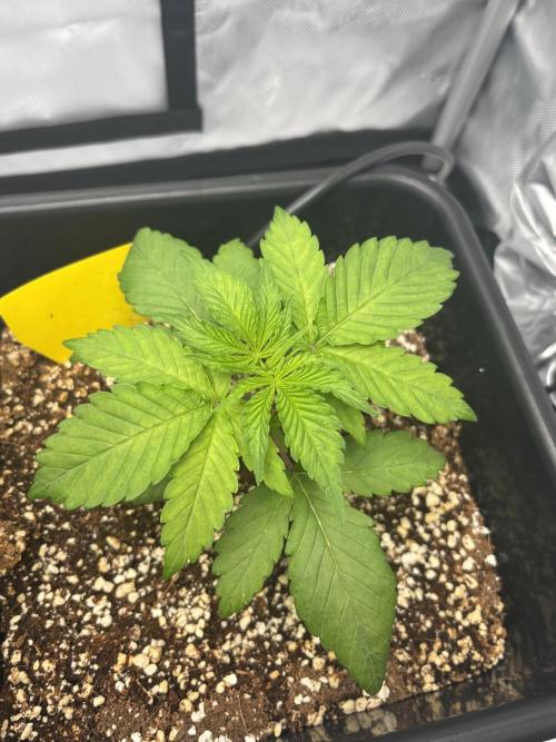 Mimosa Evo in Autopot Coco. Week 3