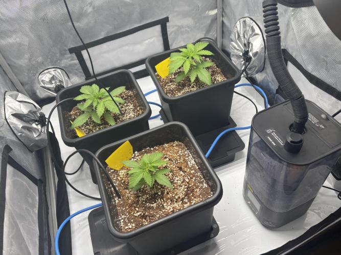 Mimosa Evo. Week 3