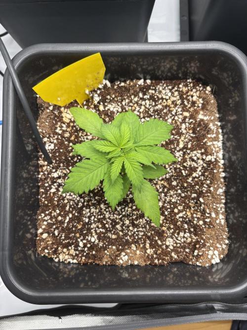 Mimosa Evo in Autopot Coco. Week 4