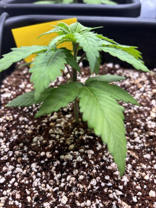 Mimosa Evo in Autopot Coco. Week 4