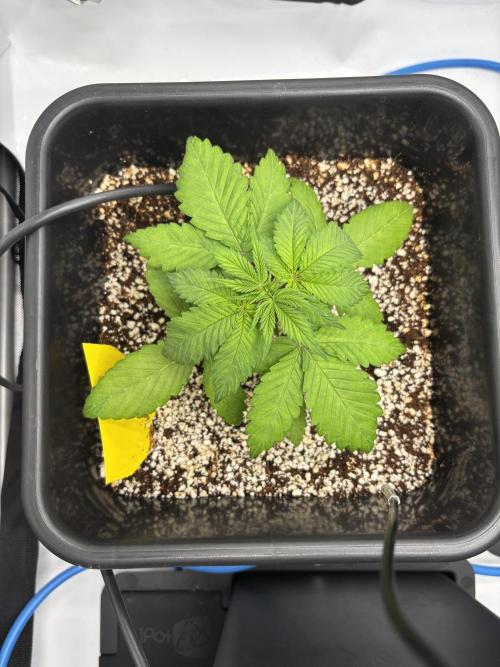Mimosa Evo in Autopot Coco. Week 4