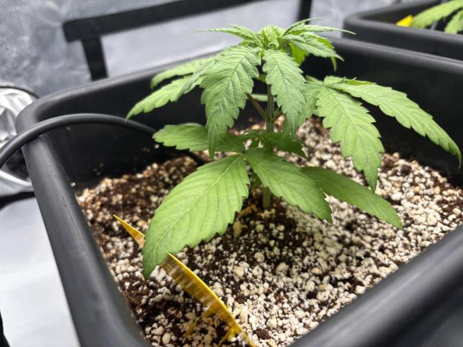 Mimosa Evo in Autopot Coco. Week 4