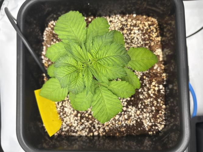 Mimosa Evo in Autopot Coco. Week 4