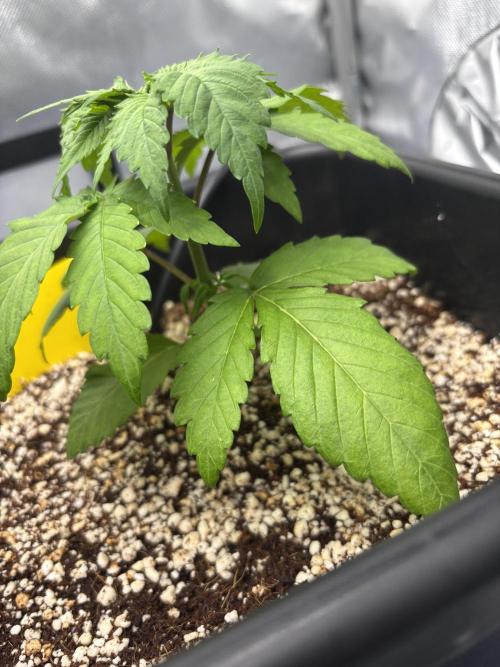 Mimosa Evo in Autopot Coco. Week 4